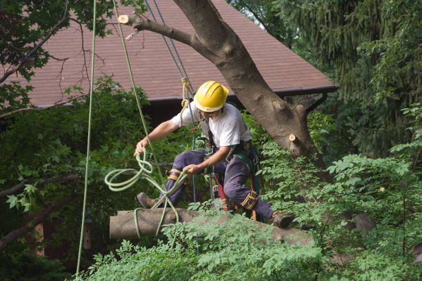 Lawn Watering Services in Wrightsville, PA