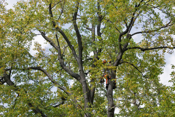 How Our Tree Care Process Works  in  Wrightsville, PA